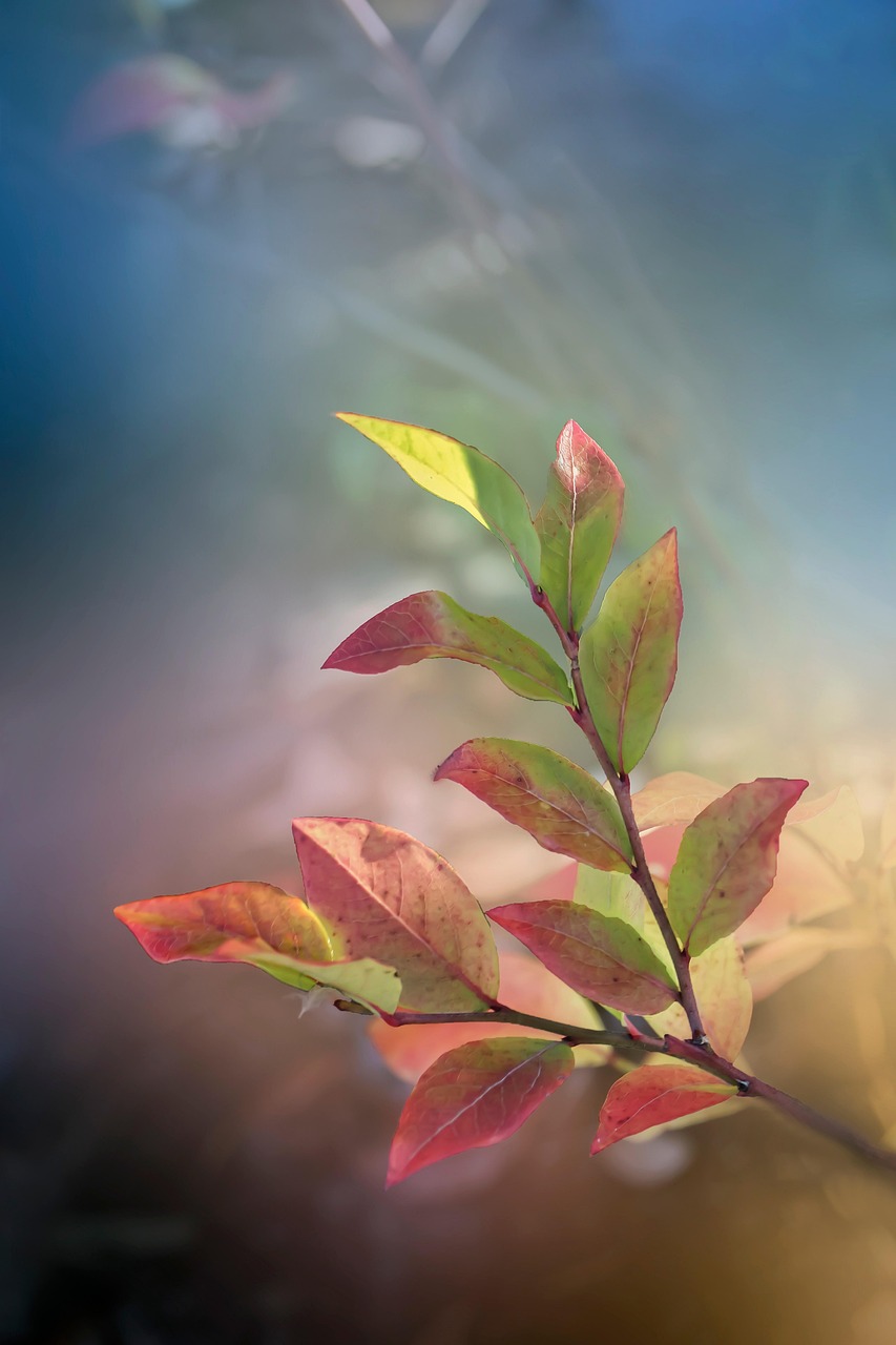 Wie wird künstliche Photosynthese die Energiegewinnung revolutionieren?