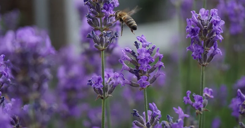 Ist es erlaubt, ein Homeoffice im Garten zu haben?