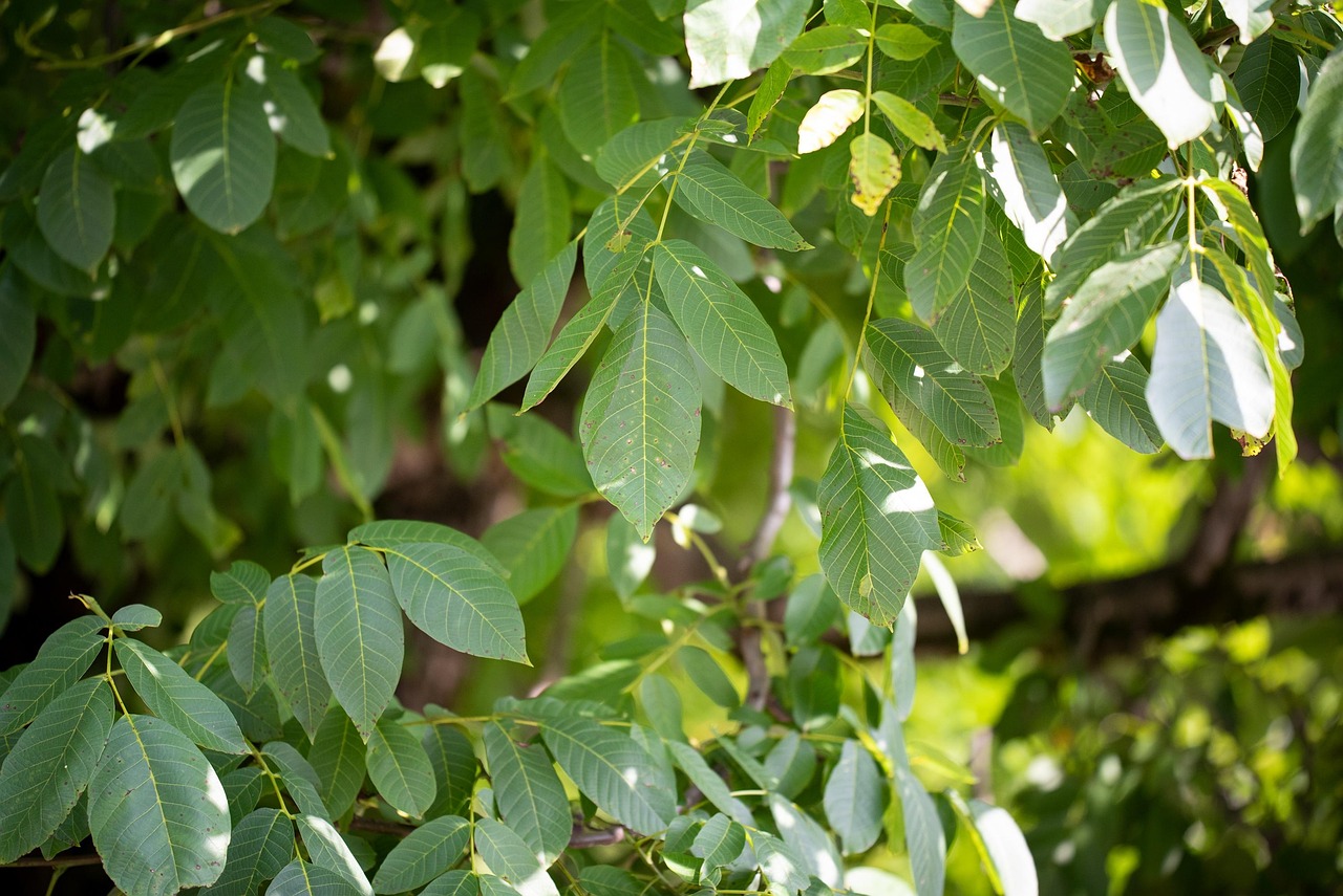 künstliche photosynthese: entdecken sie innovative technologien, die das natürliche prinzip der photosynthese nachahmen, um nachhaltige energie zu erzeugen und co2-emissionen zu reduzieren. erfahren sie mehr über fortschritte, anwendungen und potenziale dieser schlüsseltechnologie für die grüne zukunft.
