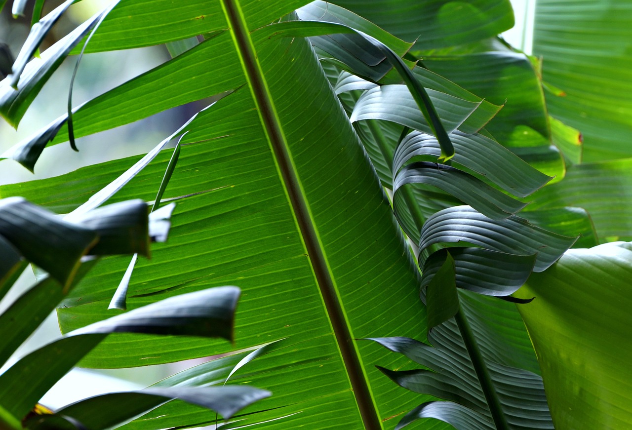 erfahren sie alles über künstliche photosynthese: funktionsweise, technologien und das potenzial zur nachhaltigen energiegewinnung. entdecken sie die fortschritte und herausforderungen bei der nachbildung des natürlichen photosyntheseprozesses.